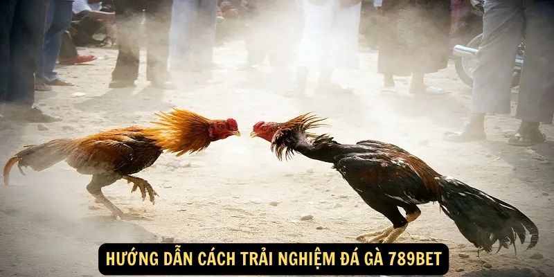 Hướng dẫn cách trải nghiệm Đá Gà 789bet